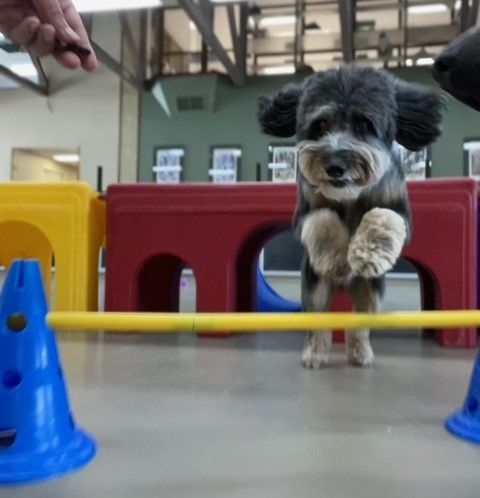 A small dog with fluffy fur leaps over a yellow pole in an indoor obstacle course. Blue cones and colorful structures are in the background.