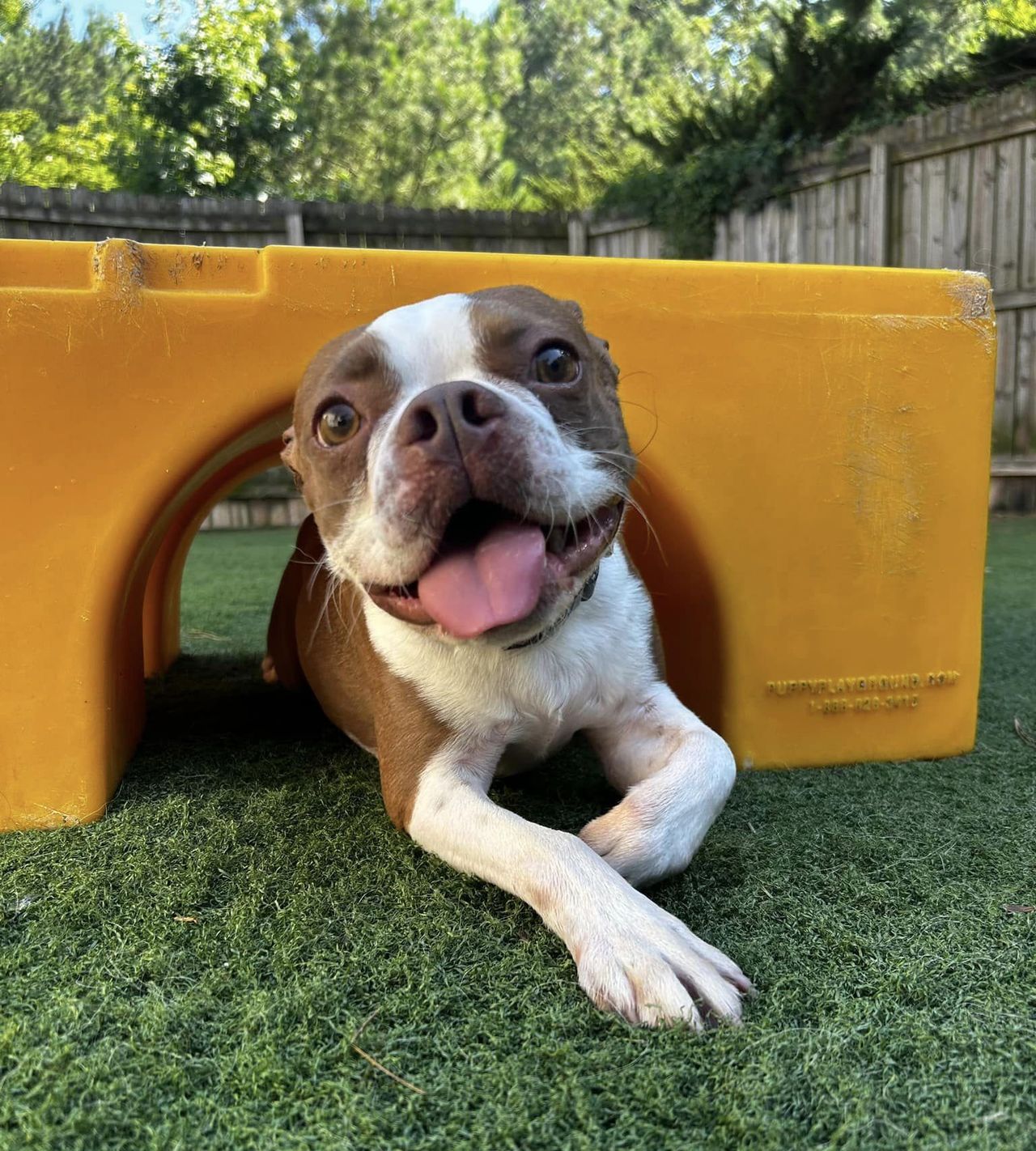 Goofy Boston Terrier grinning with its tongue out under a bright yellow tunnel