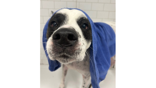 Close-up of a dog with a blue towel draped over its head, staring curiously at the camera. White tiled wall in the background.