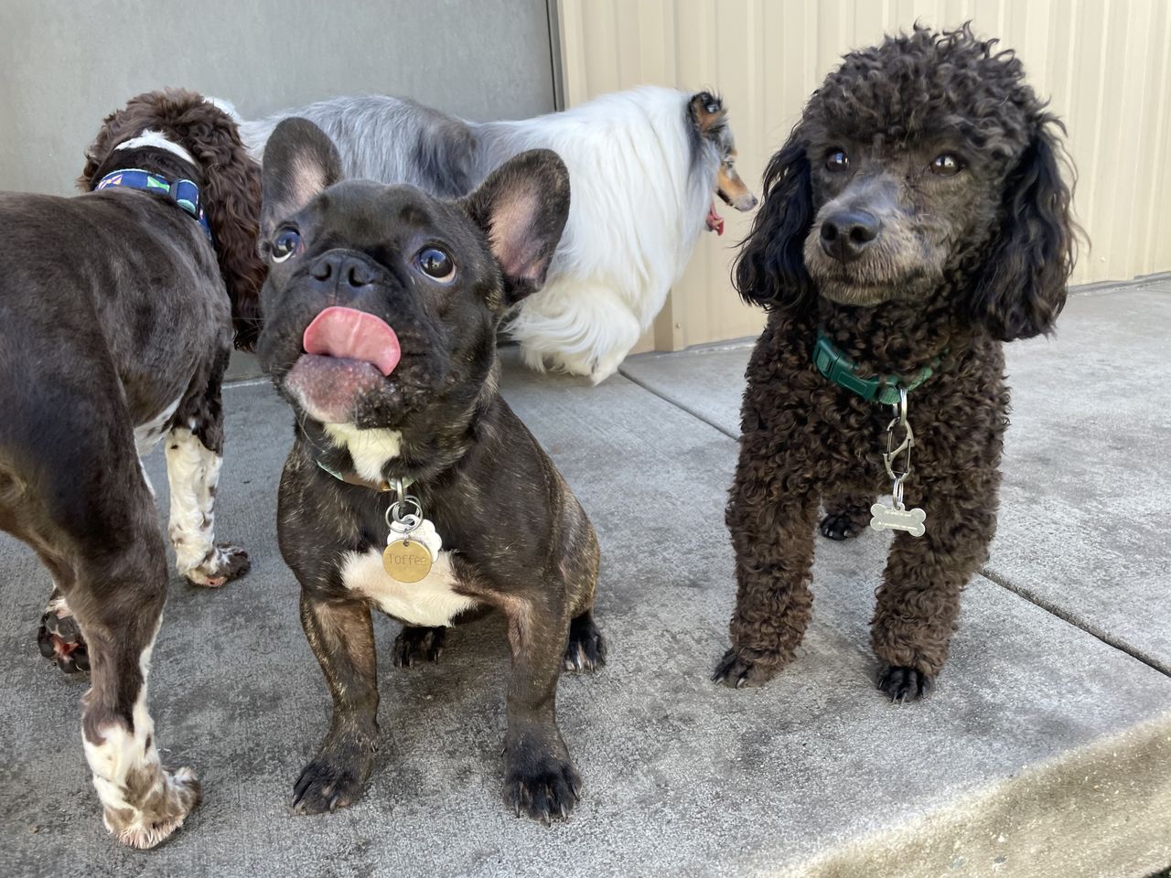 Brindle French bulldog licking its nose next to a curly brown poodle, with a springer spaniel and sheltie in a daycare yard