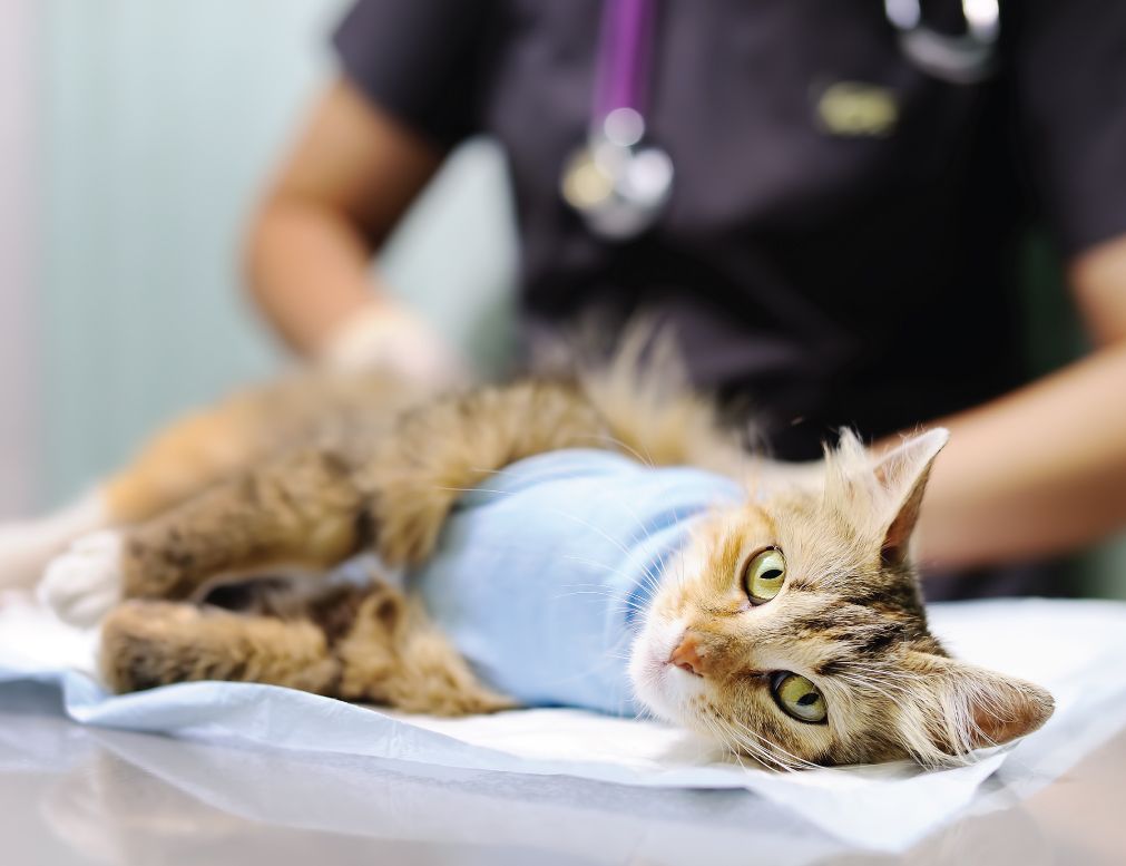 Cat wearing a blue bandage lying on a vet's table, attended by a veterinarian in a dark uniform and stethoscope in the background.