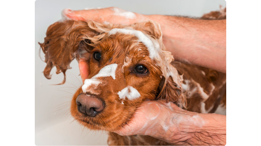 Dog being bathed with shampoo, foam covering its fur, as a person's hands gently scrub its head and ears.
