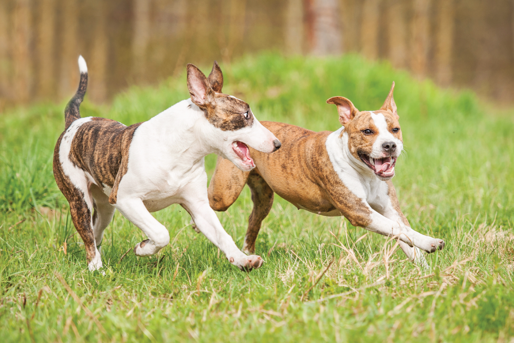 dog playing in garden