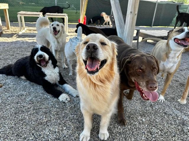 Group of happy dogs with open mouths, standing and lying on gravel in an outdoor play area surrounded by a fence.
