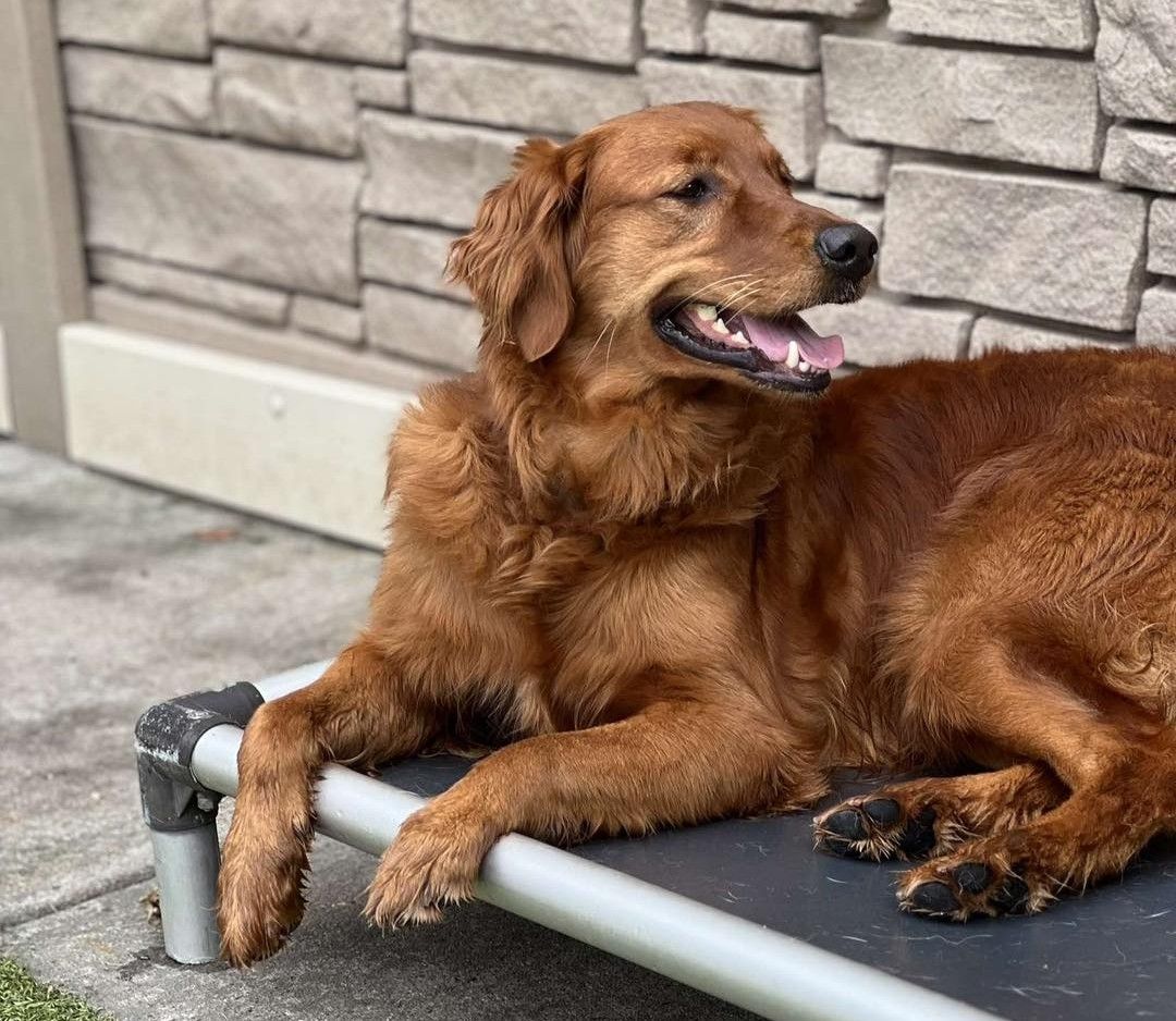 a reddish-golden retriever relaxing on an elevated outdoor dog cot, looking off to the side with a happy, open-mouthed expression.