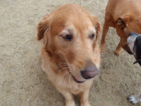 Dog Boarding