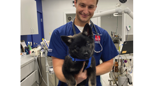 Vet Tech Holding Puppy