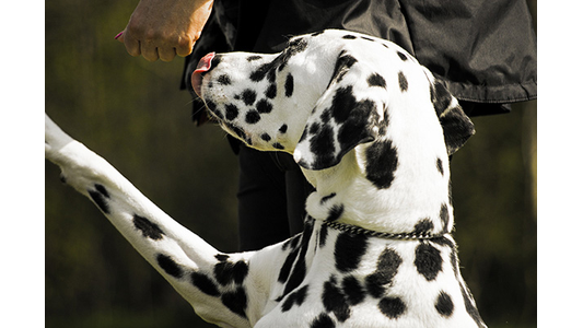 Dog training