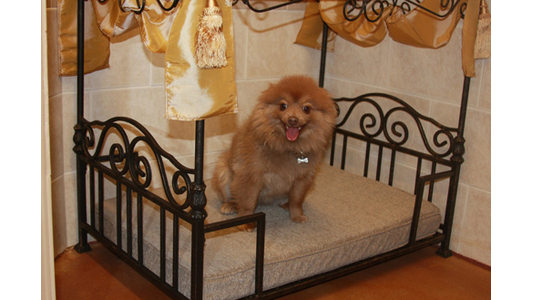 Fluffy Pomeranian sitting on a small ornate metal bed with golden drapes, looking cheerful and playful.