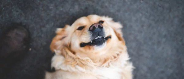 A Collection of Dog and Cat Jokes