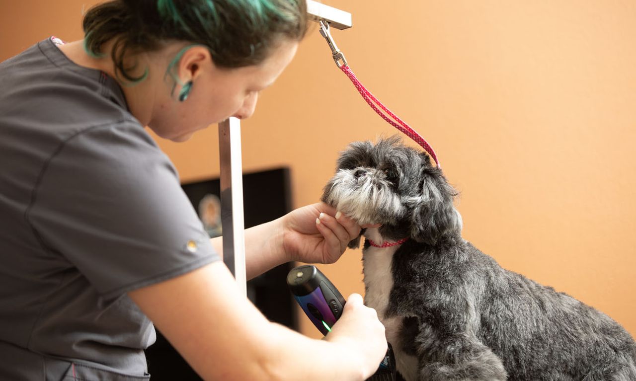 A groomer trims the fur of a small black and white dog using clippers. The dog is secured with a red leash on a grooming table.