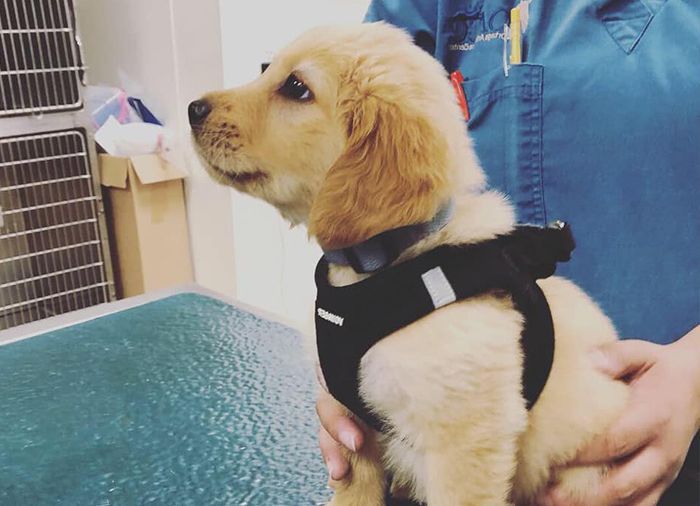 A dog with a reddish-brown coat has its front paw bandaged by a veterinarian wearing blue scrubs and gloves.
