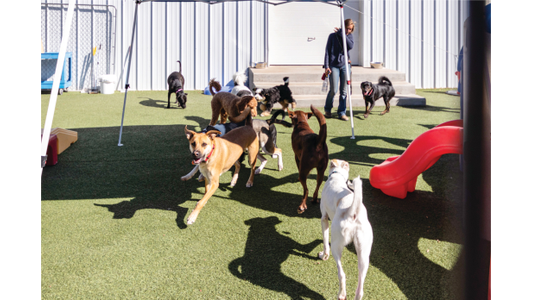 dogs-running-grass