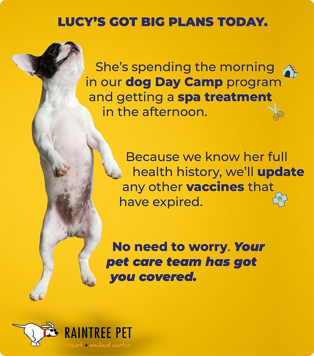 Colorful promotional poster with a small dog jumping, promoting a pet care service that includes a dog day camp, spa treatments, and vaccine updates.