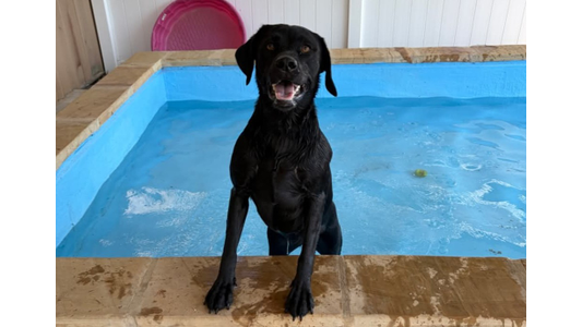 Black dog happy stepping out of swimming pool.