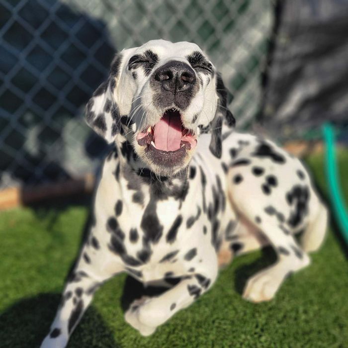 A happy Dalmatian dog is sitting on grass, mouth open in a joyful expression, with a chain-link fence in the background.