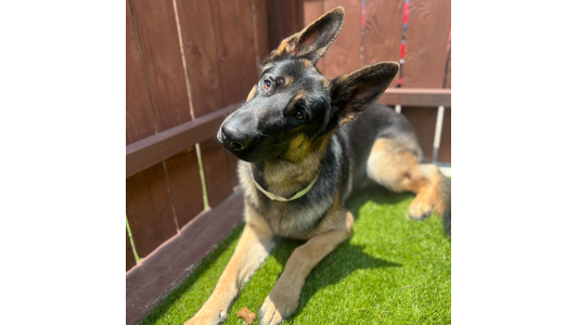 German Shepherd dog with tilted head lying on artificial grass inside a wooden-fenced area, in sunlight.