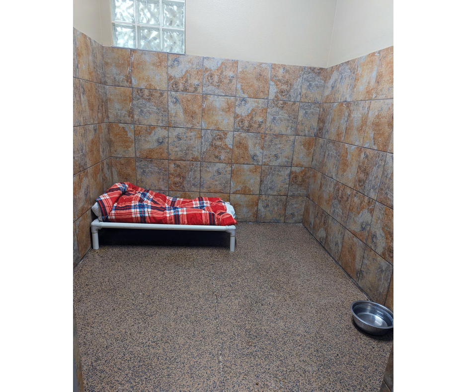 A dog boarding suite featuring blue-gray tile walls, a raised cot with a plaid blanket, and a metal water bowl