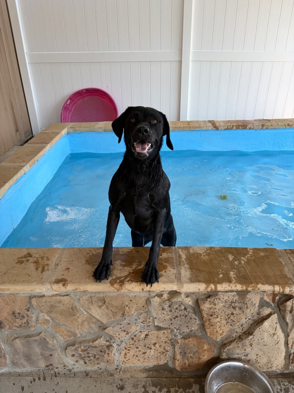Wet Samoyed dog wrapped in a bright blue towel, smiling with its tongue out after playing a a pool