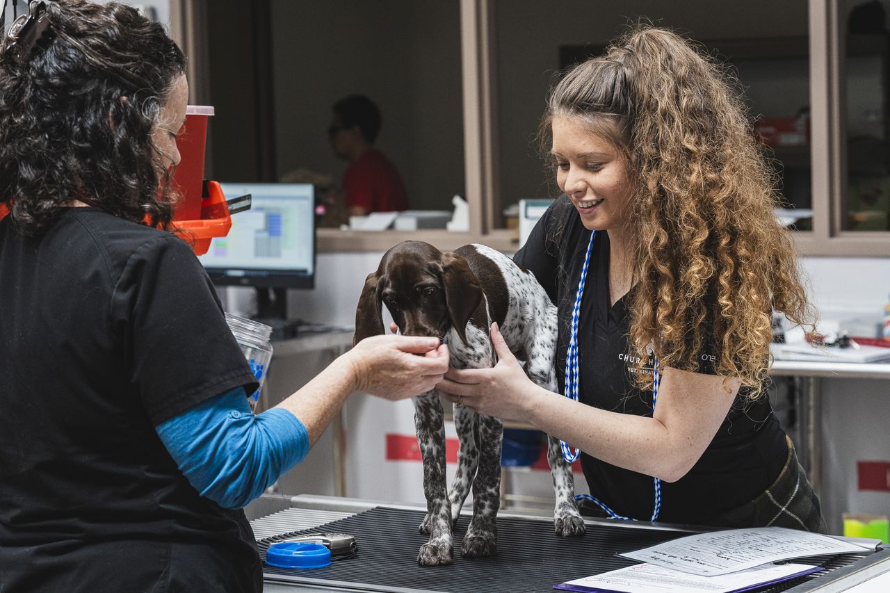 Two Church Ranch veterinary professionals care for a spotted puppy on an examination table, one holding a treat to calm it.