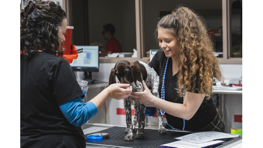 Veterinarian and vet tech examining puppy at Church Ranch Veterinary Center in Westminster