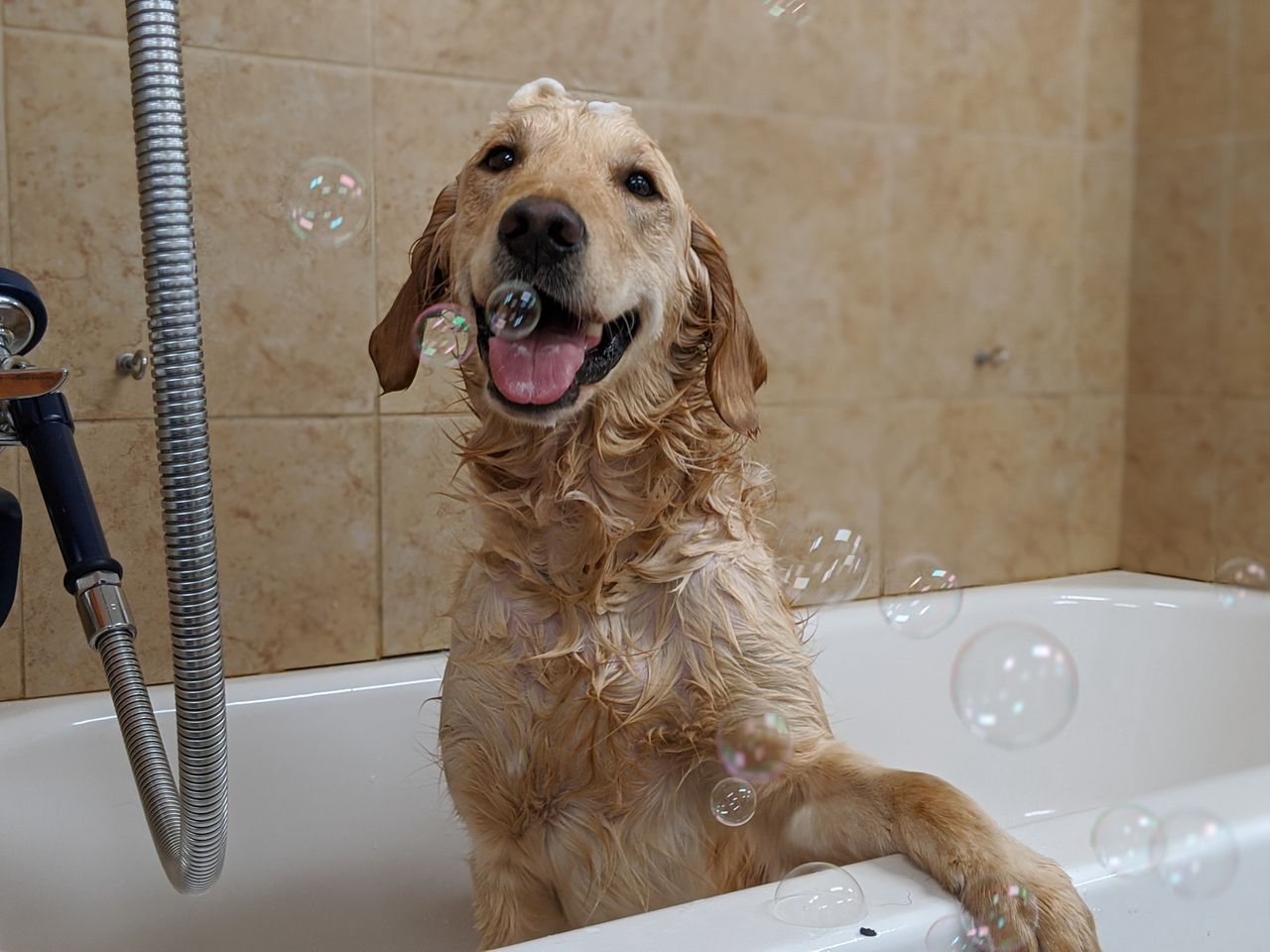Wet golden retriever in a bathtub surrounded by bubbles, looking happy with its tongue out.