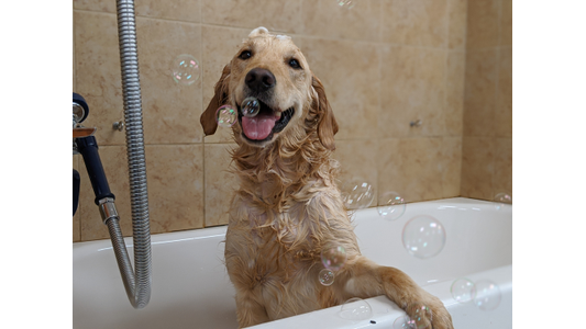Wet golden retriever happily sitting in a bathtub surrounded by bubbles, looking toward the camera.