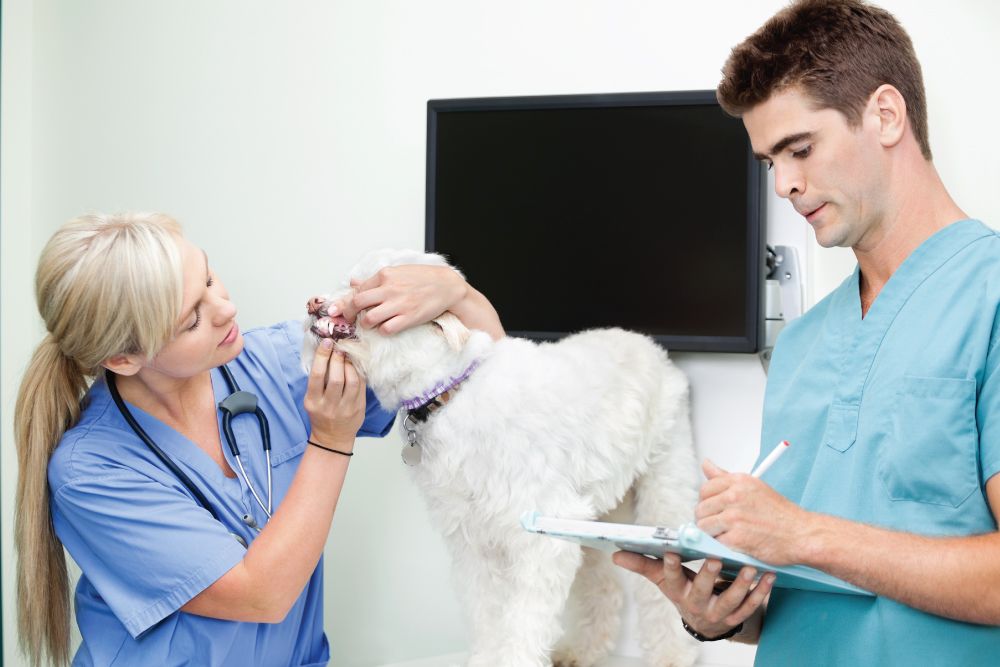 vet-checking-teeth