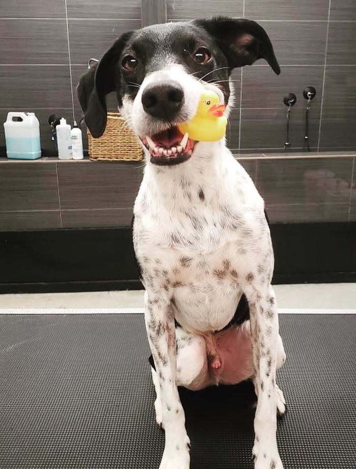 A black and white dog sits in a bathroom, holding a yellow rubber duck in its mouth, with a cheerful expression.