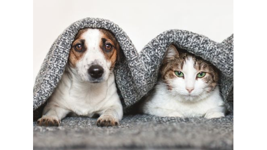 A dog and a cat snuggle under a gray knitted blanket, both facing forward with calm expressions.
