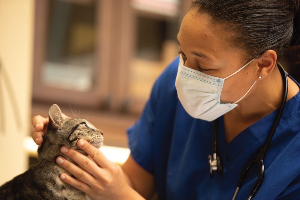 A veterinarian in blue scrubs and a mask gently examines a cat in an office.