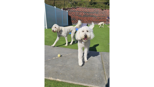 Two fluffy white dogs walk on a sunny lawn with a third dog in the background and a tennis ball on the ground.