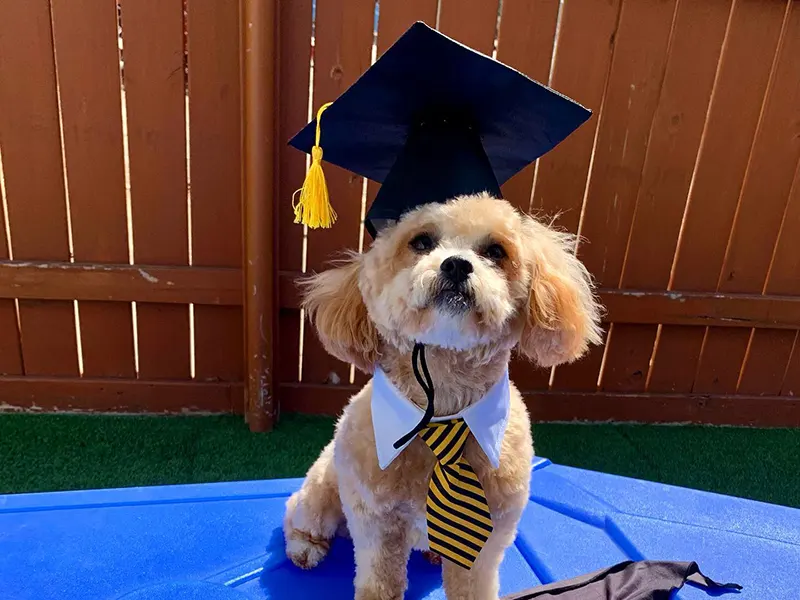 A fluffy dog wearing a graduation cap and striped tie stands on a blue surface, with a wooden fence in the background.
