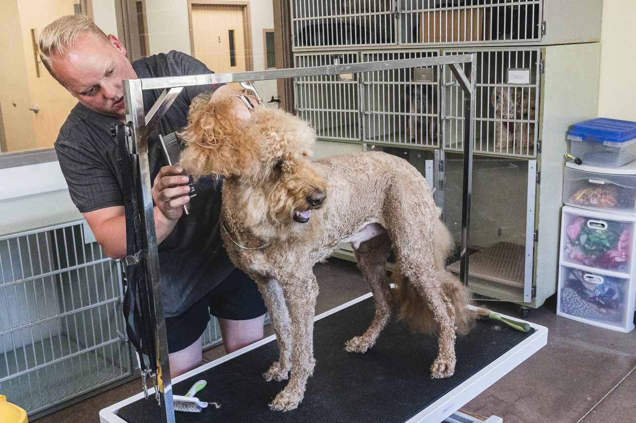 A groomer grooming a large, curly-haired dog on a grooming table in a pet care facility.