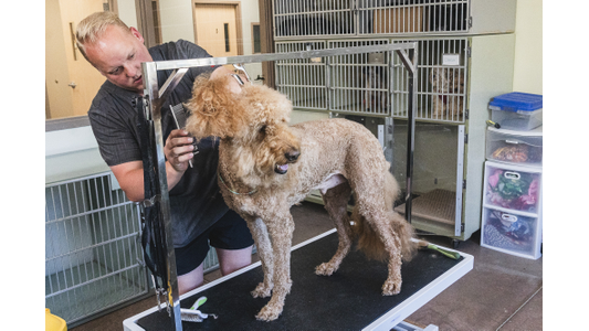 A groomer trims a large curly-haired dog on a grooming table, surrounded by cages and grooming supplies in a pet salon.