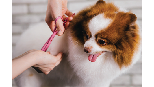 A fluffy Pomeranian is being groomed with scissors by a person, looking relaxed with its tongue out.