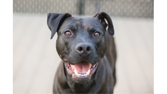 A happy black dog with bright eyes and an open mouth, appearing to smile, standing against a blurred background.
