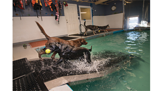 Three dogs play near an indoor swimming pool. Two dogs hold tennis balls while splashing into the water, and another stands on the deck.
