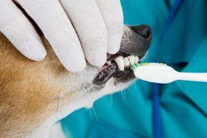 A veterinarian wearing gloves brushes a dog's teeth with a toothbrush.