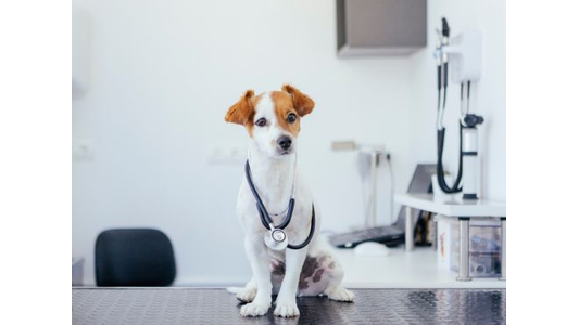private dog training