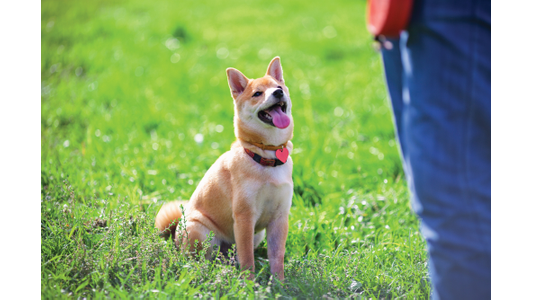 A Shiba Inu dog with a red heart tag sits attentively in green grass, looking up at a person wearing jeans.