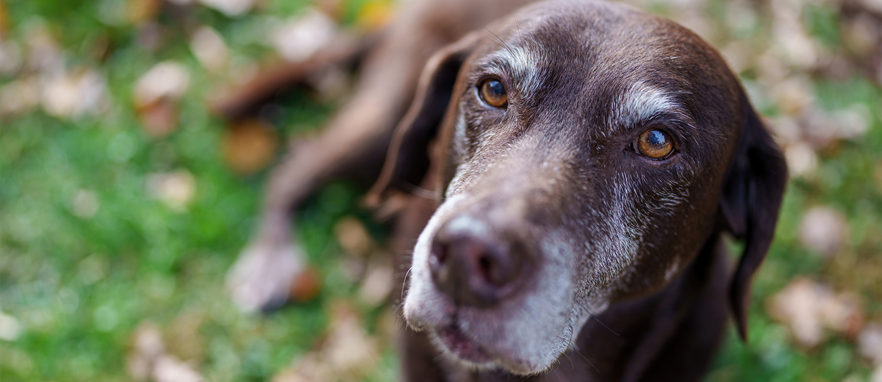 Senior Pet Care in San Antonio: Helping Your Dog or Cat Stay Healthy in Their Golden Years