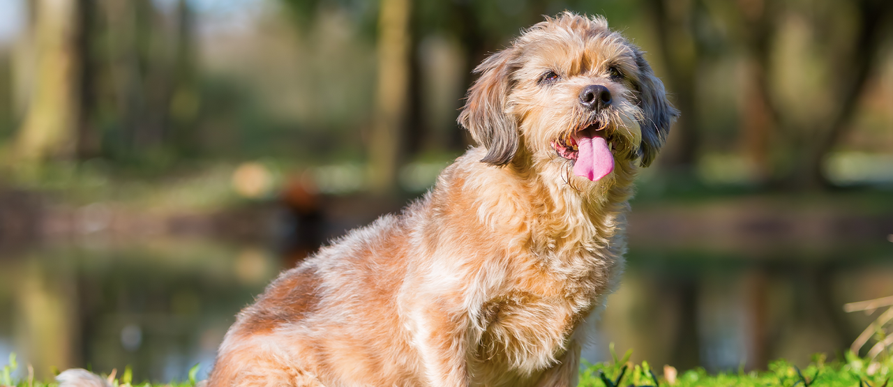 Senior Pet Care in Irving: Helping Your Pets Thrive in Their Golden Years
