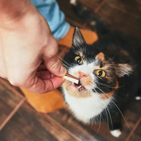 A calico cat eagerly eating a treat from a person's hand on a wooden floor.