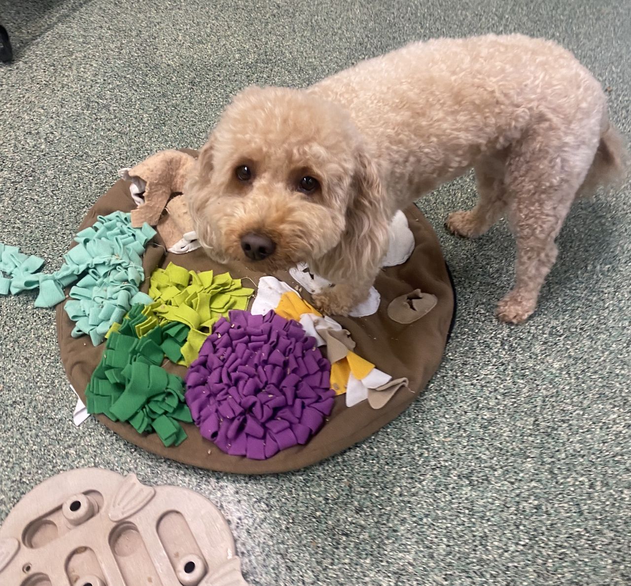 Apricot poodle mix standing on a colorful snuffle mat next to a puzzle feeder toy during enrichment time