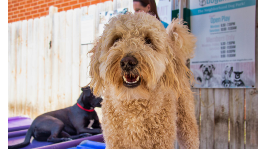 Fluffy brown dog with a curly coat standing in front of a wooden fence, with another black dog lying behind on blue mats.