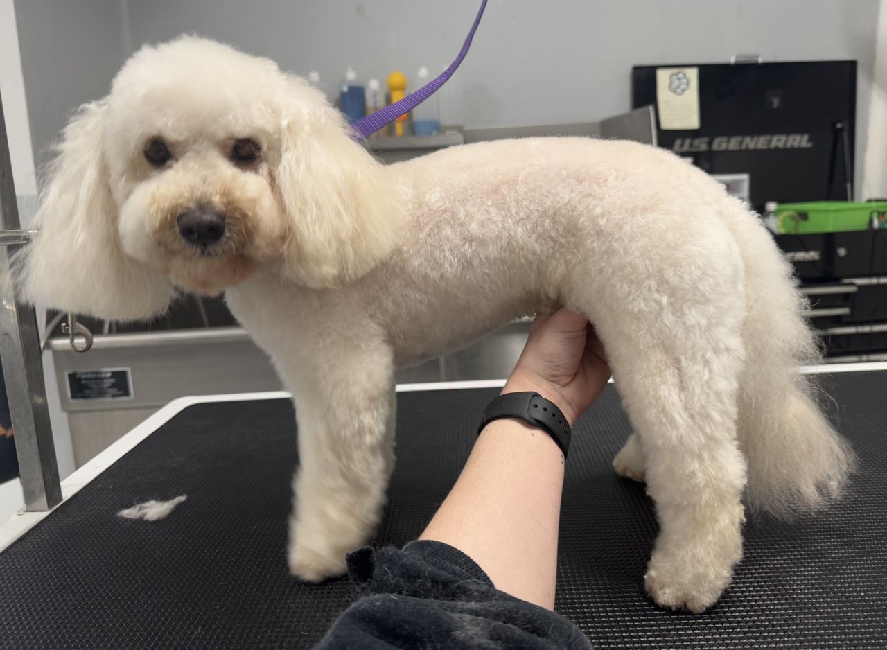 dog