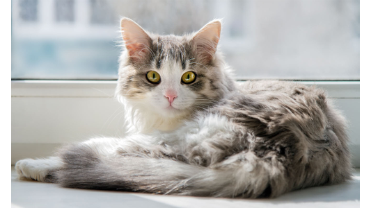 Fluffy gray and white cat with bright yellow eyes lounging on a sunlit windowsill, looking directly at the camera.