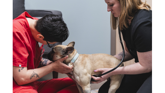 A veterinarian examines a small dog with a stethoscope, while another person comforts the dog, gently holding its head.