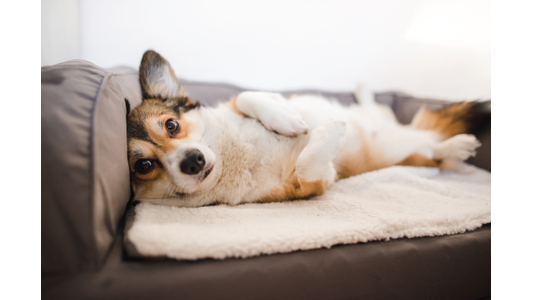A corgi lies on its back on a soft blanket atop a sofa, looking directly at the camera with its ears perked up.